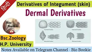 Dermal Derivatives of Integument | Types of scales in vertebrates | Integumentary System in Hindi.