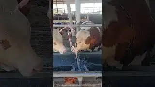 Smart Cow, Simple Valve : On-Demand Farm Water !