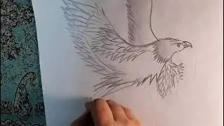 I drew eagle for the first time