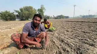 তামাক রোপন করা হয়তেছে।