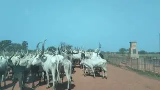 PAYI BRIDGE: YIROL WEST COUNTY CATTLE.