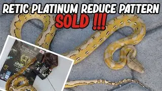 KIRIM DAN PACKING ULAR JUARA KESAYANGAN - RETIC PLATINUM