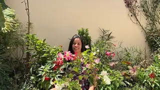 Three sun-loving plants that bloom beautifully.