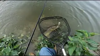 Musky Fishing With An Intense River Monster Battle