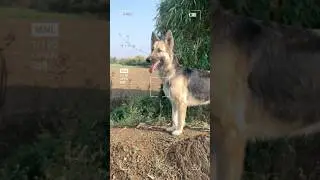 #germanshepheard #doglover #puppy
