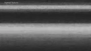 BRUIT BLANC Statique &Eacute;cran TV (Neige) - Masque les Bruits Ext&eacute;rieurs - Acouph&egrave;nes &Eacute;tude Sommeil 🎧 1H