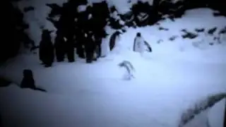 I love you five-Nevershoutnever (Happy Penguin)