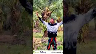 Trending: palm oil investment in Nigeria 2026