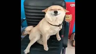 This Smile's Priceless 🤣| Cute Animals Video Bank - Creative Common Videos