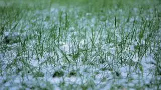 Snow winter grass macro shot - HD stock footage #66