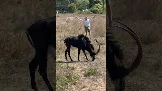 Look at this my majestic sable antelope &ndash; this is one of the resident male bulls! 🦌 🙌🏻  #wildlife