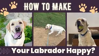 HOW TO MAKE YOUR LABRADOR HAPPY?| Max Playtime & Sleep Routine 🐶