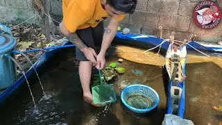 Update sa aking maliit na MINI FARM | andami ko ulet mga fry ng mollies, platies, guppies