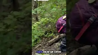 Adventure of the Color Catchers!