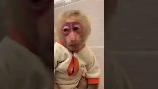 Smart monkey goes to the toilet after living with humans for too long