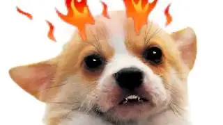 Dog Period