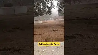 Sahiwal cattle farm #internship #vet #duty