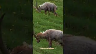 Kings of the Alps: Life of the Wild Ibex 🏔
