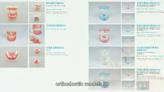 dental model China customize,Plain Teeth China Best Factory,dental model China High Quality Company,