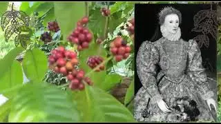 Mochasons a brief history of Yemeni coffee