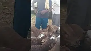 Sindhanur Sheep kids market #Shorts