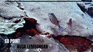 SD - Nusa Penida