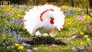 The Frequency of Peace: Rare Birdsong to Cleanse Negative Energy & Restore Your Soul