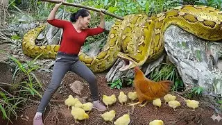 Harvesting Wild Chicks & Go To Market Sell - Rescuing flock of chickens from a giant python