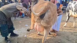 ১৩/১/২০২৬ || হাটের সেরা মানের গাভীর গরু দেখুন বিখ্যাত চান্দাইকোনা গরুর হাট থেকে ||gorur hat cow milk
