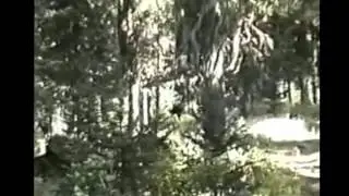 M.K.Davis looks closer at what the Paul Freeman Bigfoot is carrying
