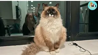 Everything She Knew About Cats Was DEAD WRONG: The Truth About Petunia