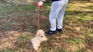 Dolly Training Progress Leash and Potty   SD 480p