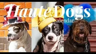 Haute Dogs Calendar 2020