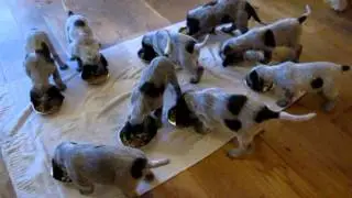 Italian Spinone Pups Feeding Time