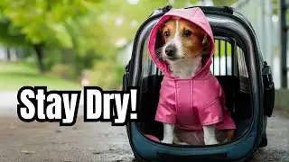 The Most OUTRAGEOUS Pet Fashion Trends | Pawsitive Personals