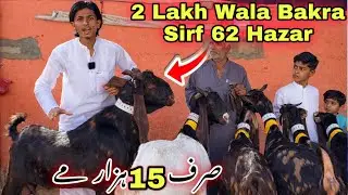 Live 🚨 Lalukhet Bakra Mandi Se Sasti |Bacho wali Bakriyan | Amir Goat Farm Ne Laga Di | goat farming