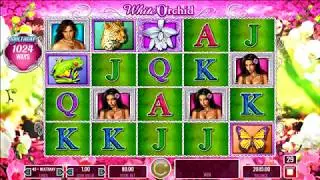 Long 50 free spins triggered mega win on white orchid slot wins today