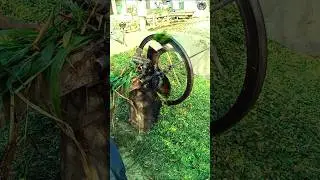 Bull-Driven High-Speed Chaff Cutter Machine for Efficient Fodder Processing  #ytshorts @chintovillog