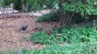 Wild Turkey Family~Jacksonville OR