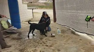 K9 Curly Toy Selection Test