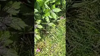 Slow motion egg flicking! #Bombyliidae #beefly #egglaying #organic  #garden #diptera #pollinators