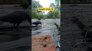 hungry crow 🐦&zwj;⬛ #sorts #trendingshorts #birds #bird #crow #crowvideo