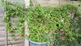 June wildlife garden.
