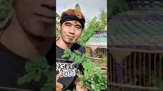 SALAM KUNG MANIA 🙏🙏🙏