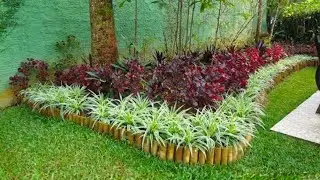 Cultivo de Clorofito com dicas de paisagismo!!