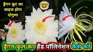 How to hand pollinate the dragon fruit flower 🤓