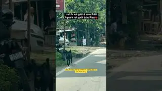 Save indian 🐕dogs #saveanimals #savethedoge #doglife #ytshorts #viral #flyxo#shortsviral#shortvideo