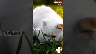 Stealth mode &mdash; mouse vs alert cat! #StealthMouse #CatWatch #AnimalComedy #CuteClip #LovePapit