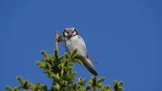 Northern hawk-owl sound Haukugle Ястребиная сова Surnia ulula Sowa jarzębata Sperbereule Sperweruil
