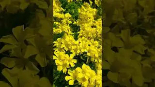 Yellow shamrock ☘️ blossoms #spring #youtubeshorts #springtime #springflowers